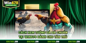 Cách Xem Tướng Gà Đá Chuẩn Tại WIN678 Dành Cho Tân Thủ