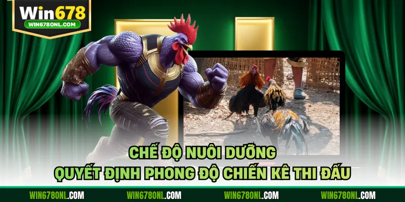 Đá Gà WIN678 - Hôm Nay Nóng Bỏng Với Trận Đấu Đỉnh Cao 5 Chế độ nuôi dưỡng quyết định phong độ chiến kê thi đấu