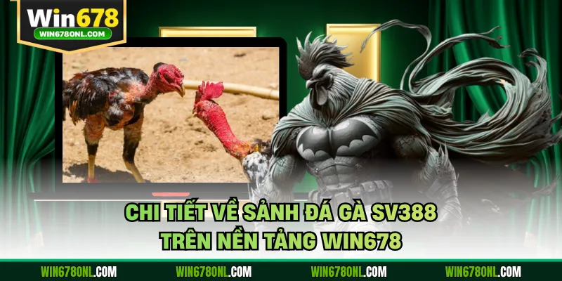 Luật Chơi Đá Gà Sv388 Tại Win678 Cho Người Mới 2 Chi tiết về sảnh đá gà SV388 trên nền tảng WIN678