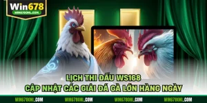 Lịch Thi Đấu WS168 - Cập Nhật Các Giải Đá Gà Lớn Hàng Ngày