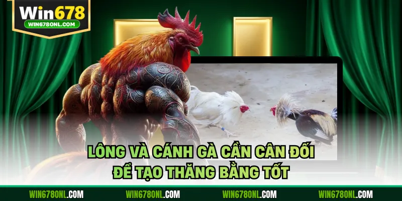 Cách Xem Tướng Gà Đá Chuẩn Tại WIN678 Dành Cho Tân Thủ 4 Lông và cánh gà cần cân đối để tạo thăng bằng tốt
