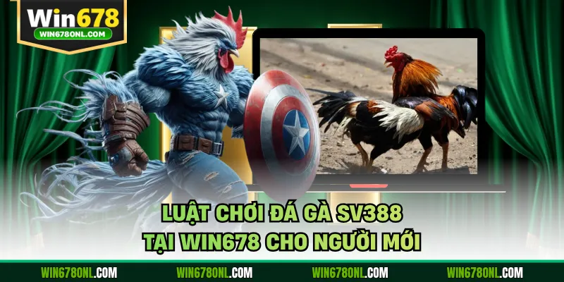 Luật Chơi Đá Gà Sv388 Tại Win678 Cho Người Mới 1 Luật Chơi Đá Gà Sv388 Tại Win678 Cho Người Mới