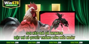 Soi Kèo Đá Gà WIN678 - Bật Mí Bí Quyết Thắng Lớn Mỗi Ngày