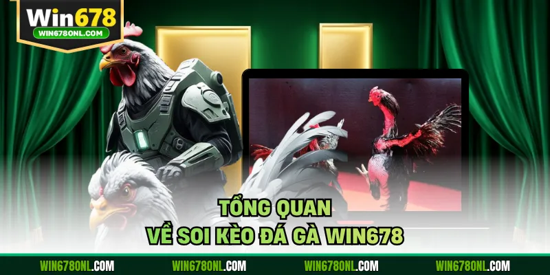 Soi Kèo Đá Gà WIN678 - Bật Mí Bí Quyết Thắng Lớn Mỗi Ngày 2 Tổng quan về soi kèo đá gà WIN678